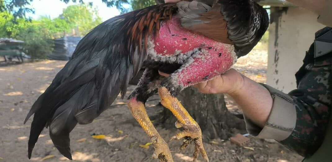 Imagem de compartilhamento para o artigo Homem é autuado por realizar treinamento de rinha entre 12 galos em fazenda de Figueirão da MS Todo dia